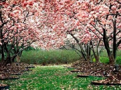 rosmasipgmailco's profile picture. 