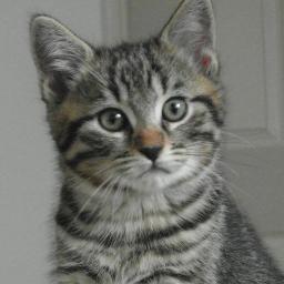 Miauw.