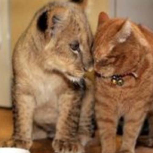 #fundraiser & #animal #advocate #animalwelfare #Adopt #Volunteer #Donate #Rescue Opinions my own. Sign/share: http://t.co/7zTkiyQVGp