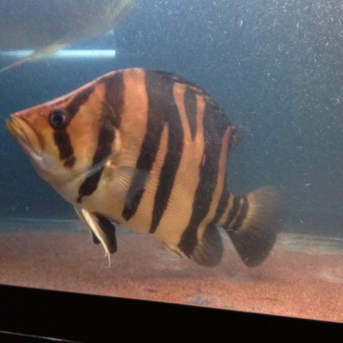 Polypterus70's profile picture. 