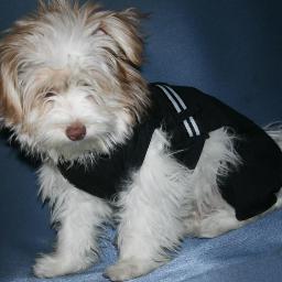 Perrito de @JdHermanoGuille y @guilleofficial 
con solo unos pocos meses (casi 5)
