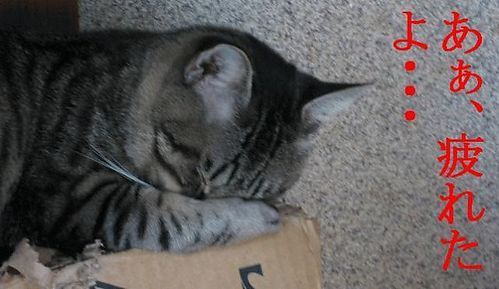 lunaetlinetito's profile picture. 共有プロジェクト管理はじめました。 http://t.co/XEHA3c2WPw ☆のんべんだらりとブログしてたらLunascapeだらけのブログになってきました。街とか作ってます http://t.co/jDuaTY4QLe