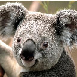 WhiteRequena's profile picture. Hakuna matata