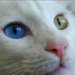 leydatorres2's profile picture. 