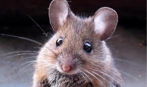 Je suis une ptite souris des #Antilles qui aime bien s faufilller un peu partout pour connaitre tous les news de la #tvréalité, de la musique......