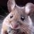 PetiteSouris9's profile image