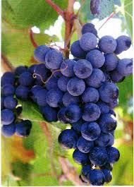 SantosSalazar5's profile picture. La foto salió movida.