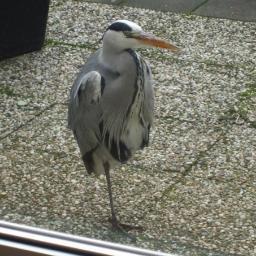 DaveTheLeg's profile picture. 