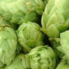 TheHoptimist1's profile picture. A brand new beer blog, looking at what's new and exciting in the world of beer and brewing.