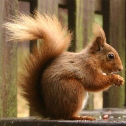 VT_Squirrel's profile picture. Just trying to get my nut.  Been running shit since 1872