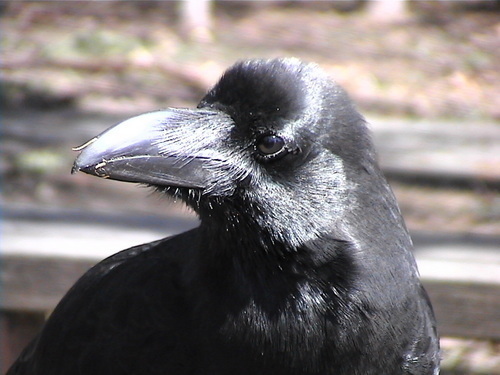 カラスの生態研究をしています。1級愛玩動物飼養管理士・札幌市動物愛護推進員。カメ2匹います。★誹謗中傷目的のネタ探しの閲覧やスクショの貼り付け等はご遠慮下さい★フォローの際にはDMを下さい★カラスが嫌いで理解出来ない方はどうか見ないで下さい 。フォロー解除の際はブロックさせて頂きます。