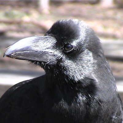 Makikon Npo法人札幌カラス研究会 Butoboso Twitter Makikon Npo法人札幌カラス研究会 Butoboso Twitter