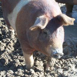 saltedpigdurham's profile picture. 