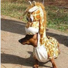 A giradog mais bem resolvida financeiramente! sigam de volta que vcs sao divos