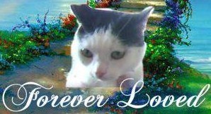 My beloved Oreo went to Rainbow Bridge on 10/28/12.