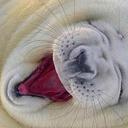 RonaldMaier1 - @RonaldMaier1 - Twitter