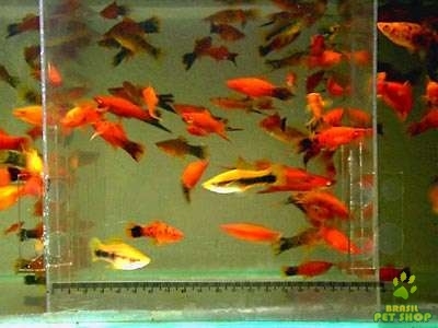 Ola trabalho com aquarios sob medida,peixes ornamentais e acessorios para aquarios,6870-8684,http://t.co/x1ngFv4C os meus preços.