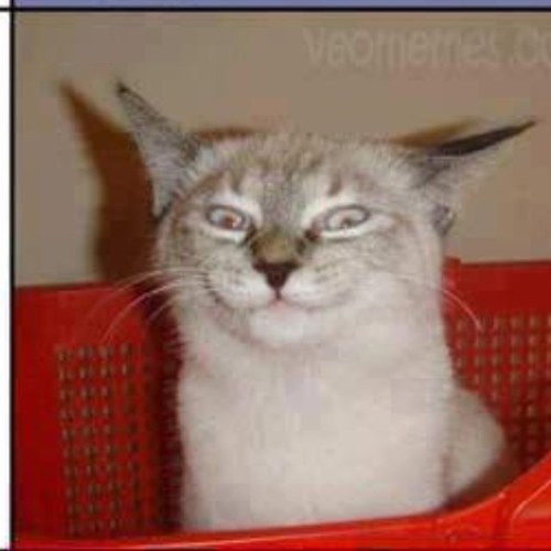 tetrisfreak205's profile picture. 