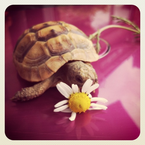 No, I am not fat, I just have a wide shell, stop making me feel small!
#GavTheTortoise