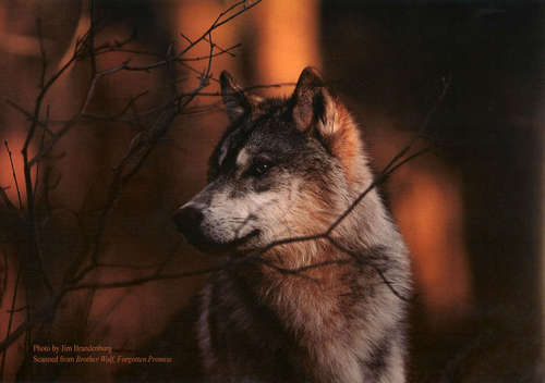 Save_the_wolves's profile picture. Think occasionally of the suffering of which you spare yourself the sight. A.Schweitzer - Vegan - I'm here for the animals!!