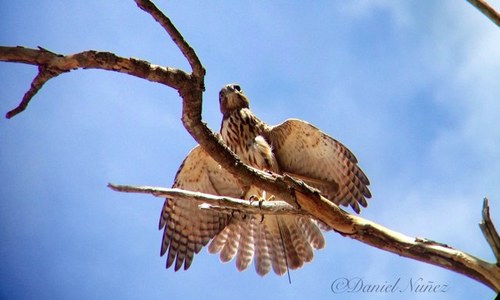 Birder, Photographer, Veterinary Medicine student enroute to become a Raptor Specialist