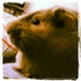 Profile Picture of Johnny Winter (@johnny_the_pig) on Twitter