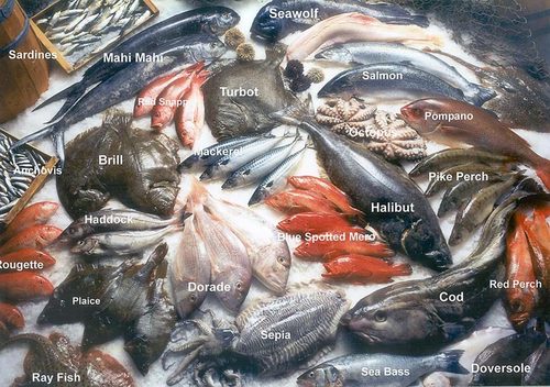 Seafoods Business import for jordan markets