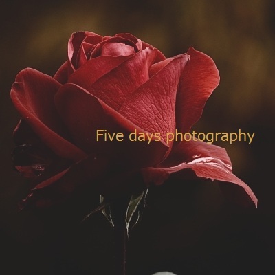 FivedaysPhoto's profile picture. 35歳無職男　写真とか