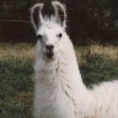 Llamas and ducks are awsome!!!!!!!!!! 
Yay :)