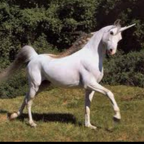 dumby6969's profile picture. I am Nell the Mustang in a gay state of mind. I like dick.