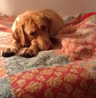 bellamialab's profile picture. Hello!!! I'm Bella. I'm a Labrador Retriever and my bestfriend/sister is @lovthemusic . i LOVE to eat! and SLEEP! And yes, i tweet too!! #BellaMiaLab