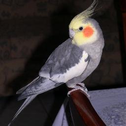 loraine_mljs's profile picture. 