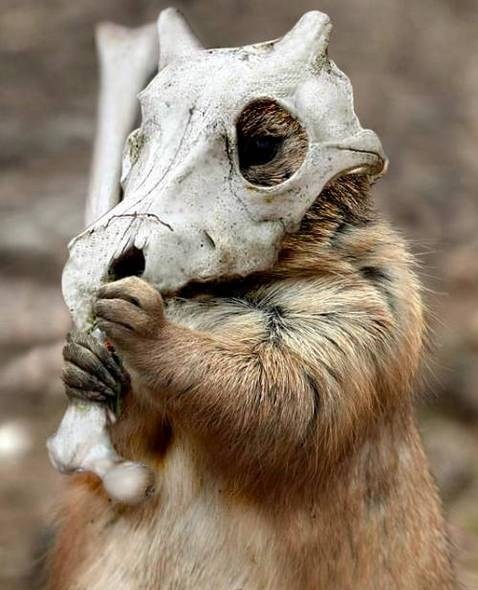 Chobicus's profile picture. Made in Vojvodina