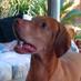 Rusty Robinson (@luvsreddogs) Twitter profile photo
