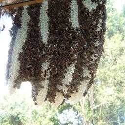 Beekeeper in France, passionate about bees & honey. Honey is not just for toast, throw out the sugar, use honey in all your cooking & baking.