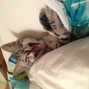 Alan Millard - @alanthemau - Twitter