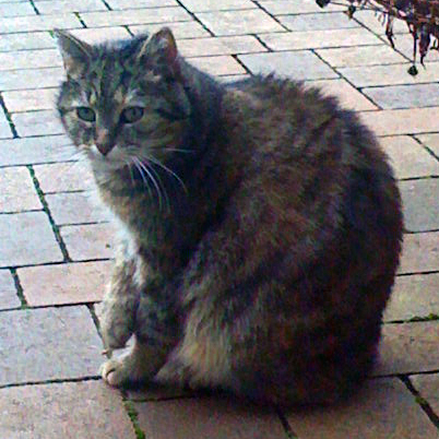 HalloKaetzchen's profile picture. Ich liebe Katzen - Hello Kiddy