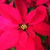 Newmans Nursery (@camelliahall) Twitter profile photo
