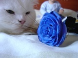 Gato blanco y rosa azul con niño al fondo.