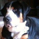 Lisa Pendley - @NutAllergyMom - Twitter