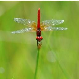 東海地方の花の名所、湿地・湿原など四季の花、風景を撮影しています。ホームページ：http://t.co/ZC2n39Ir
は花のカレンダーです。