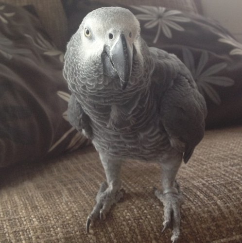 The Prettiest African Grey Congo Ever! Living in a crazy world!  My own private world!