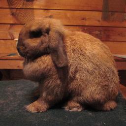 this is the official Sparks Fly Up Rabbitry twitter page.
we raise mini lops, mini rexes, holland lops, and netherland dwarf rabbits in Central PA