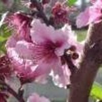 dominique6138 (@dominique6138) 's Twitter Profile