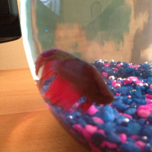 sashimi304's profile picture. Little fish, big appetite.