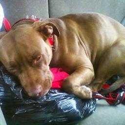 All about the life and times of Gorda; a 5-ish year old pitbull mix full of life, love, and licks, but very misunderstood by many. A diamond in the ruff!