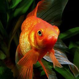 aqua55ru's profile picture. Каталог аквариумных рыб и растений. Статьи про разведение и содержание рыбок в аквариуме. Обустройство аквариума. Советы новичкам.
#ВзаимныйФолловинг