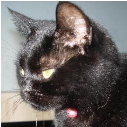 Missing from Copnor/Hilsea since 9 Nov. Shorthaired, 8 yrs, small, all black, unusual flat face, no collar. Please get in touch with ANY info, we're desperate!