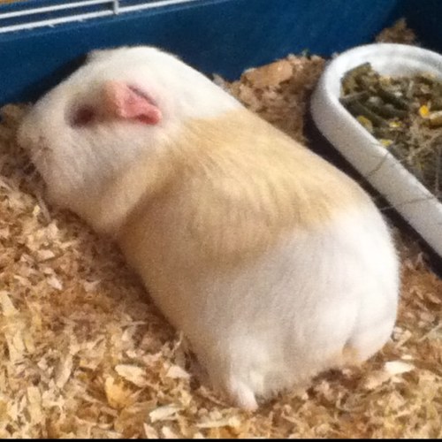 duckboo11's profile picture. 