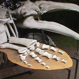 A2ZAnimalRescue's profile picture. 